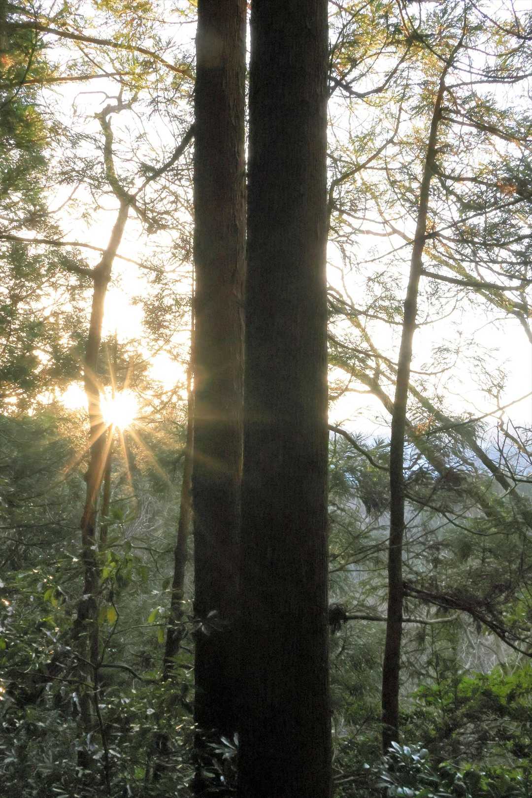 尾根に登ると日の出🌄