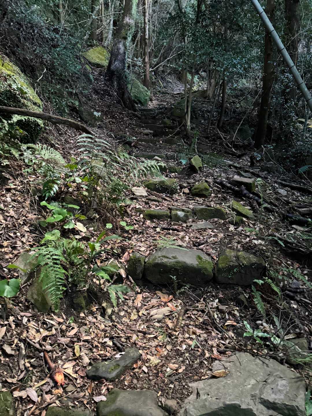 烏帽子岳 往復コースの写真