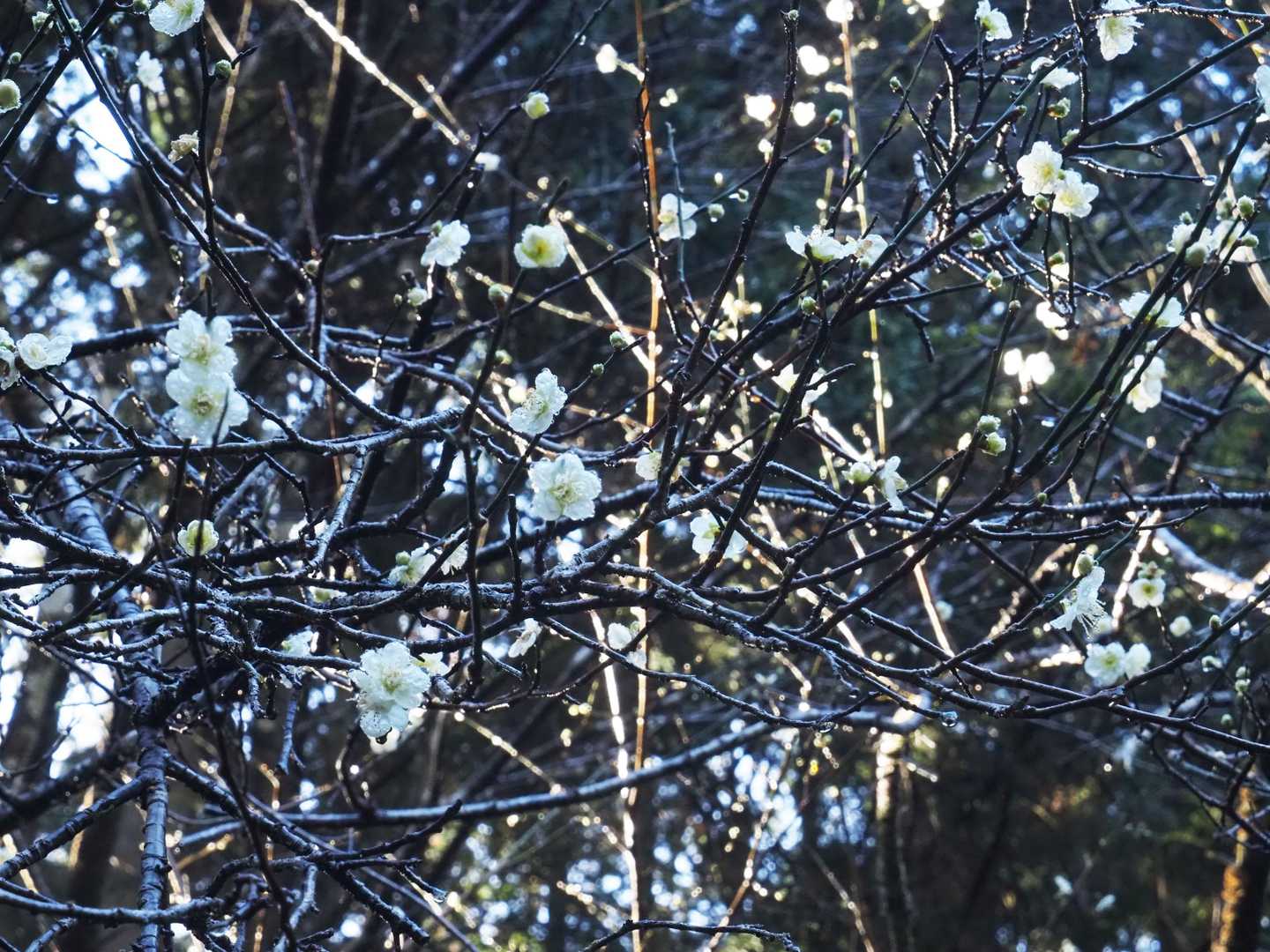 公園のウメも開花😍