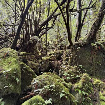見渡す限りの苔。木の根も岩もすべて緑に覆われています