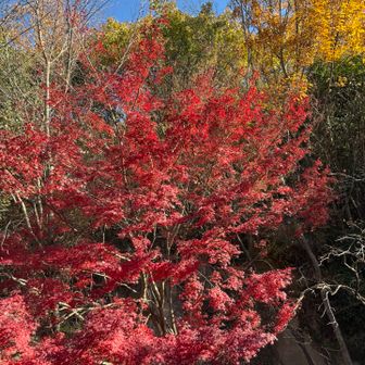 岩谷観音跡
ここもキレイ