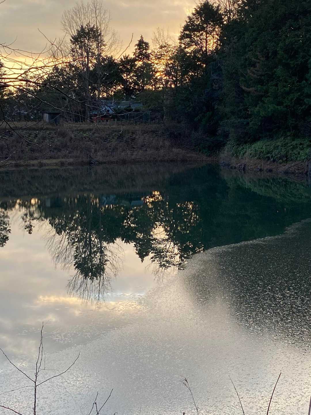 池の湖面に🧊