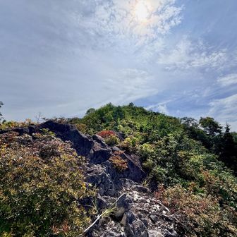 急登を登り切りました。
暑い！！