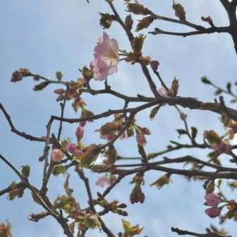 少しですが
🌸咲いてます