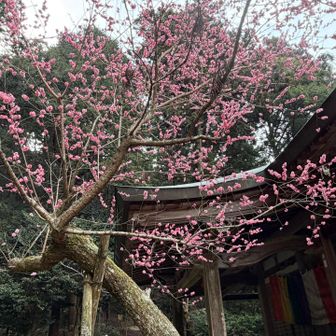 八重の桜