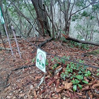 山頂付近はイワウチワの保全区域