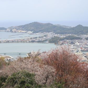 桜越しに望む和歌浦