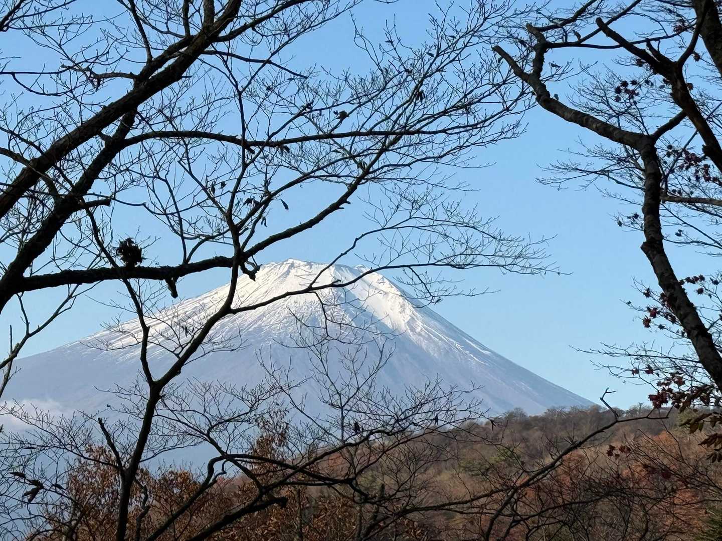 木々の間から✨よしよし👀