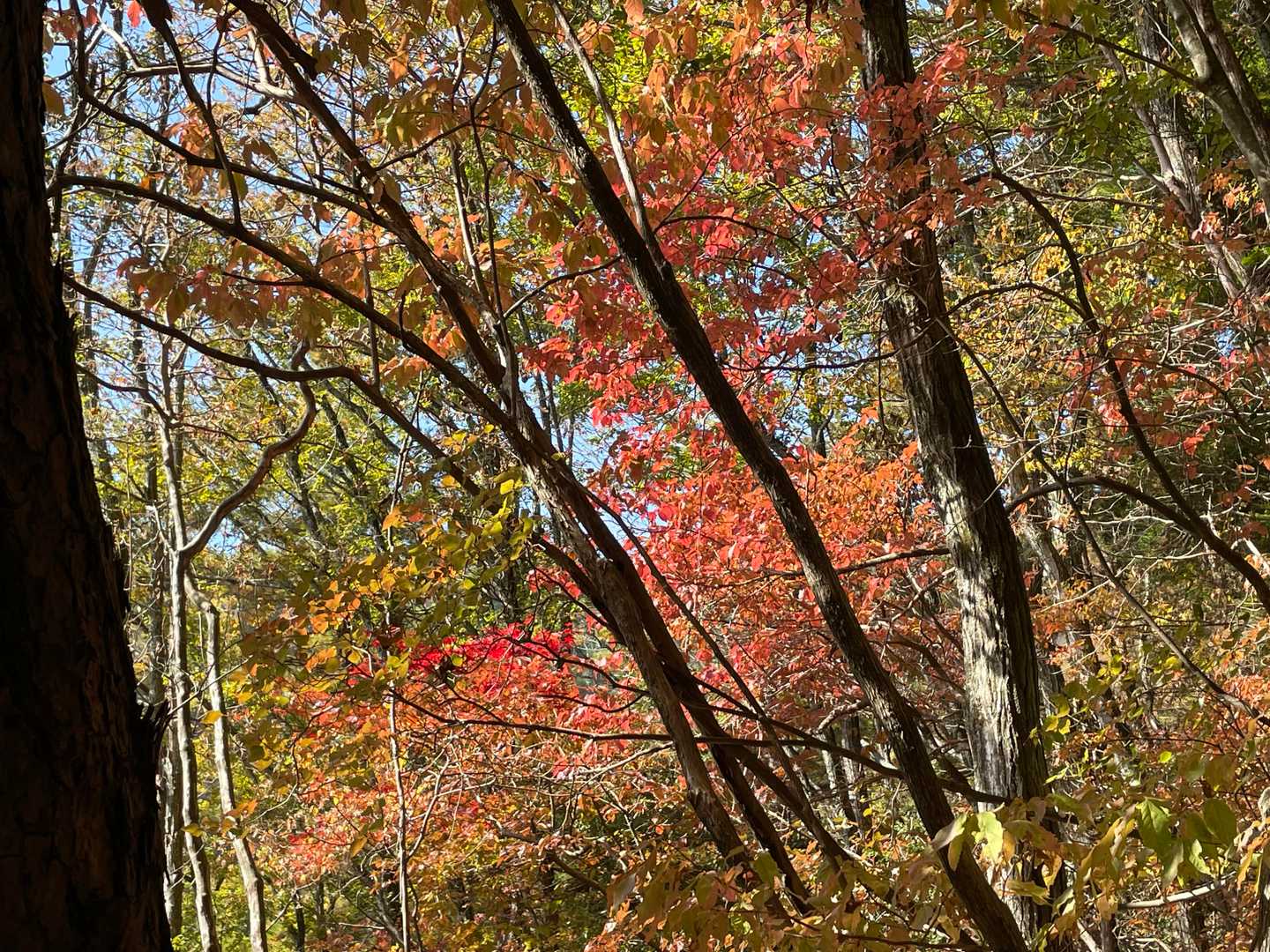 風越山押洞登山口-虚空蔵山-白山社奥宮-風越山 往復コースの写真