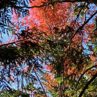 ナナカマドが紅葉🍁