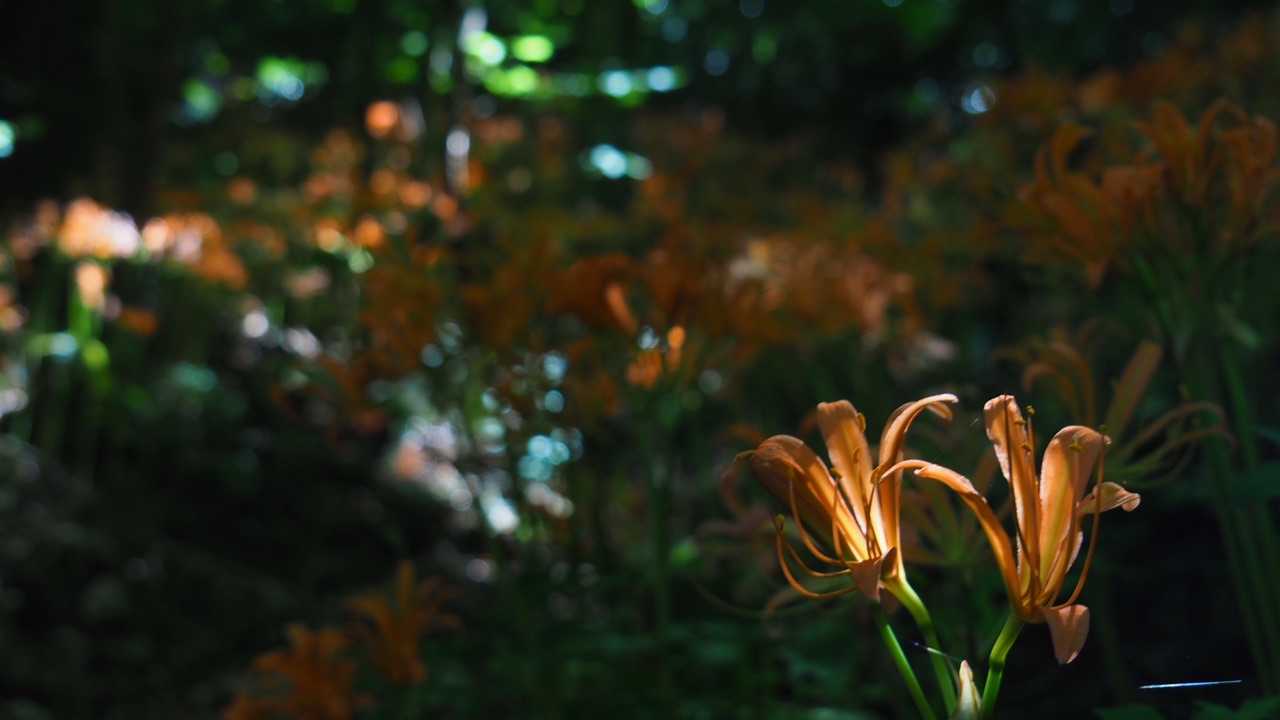 素敵な群生地♬