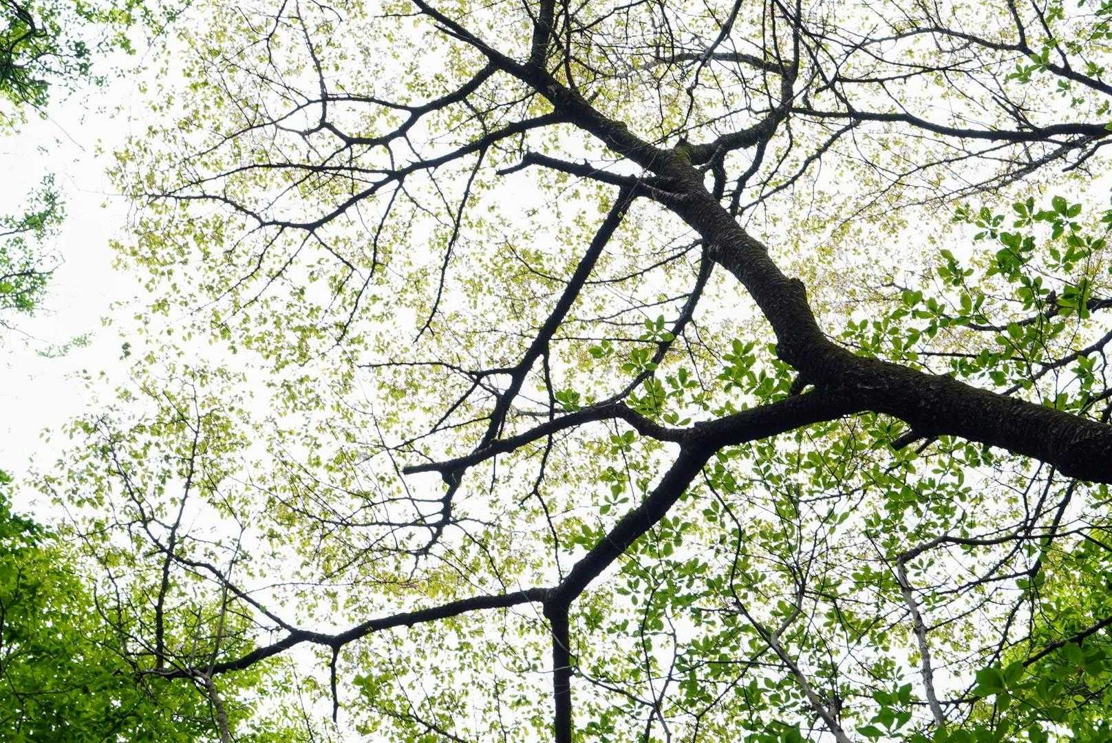 上に目をやると、まだ山桜の花が残っているようだった⁉️
