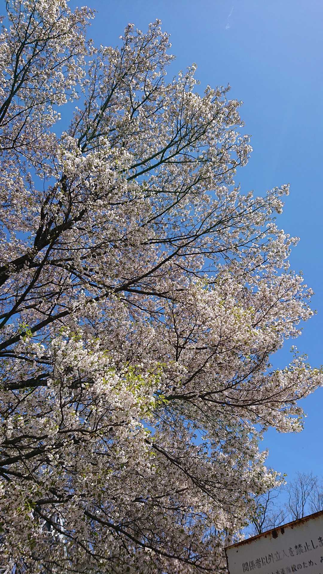 鳥居山（長野県）の写真
