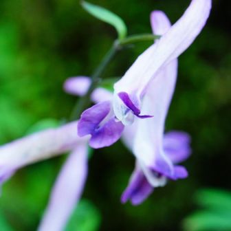 登山届を出すところに咲いていたジロボウエンゴサク