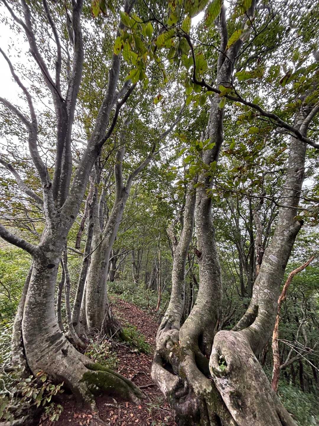 金峯山-鎧ヶ峰 往復コースの写真