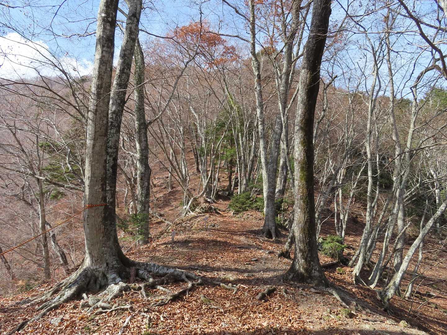 そして明るい広葉樹林帯へ！
爽快爽快😊