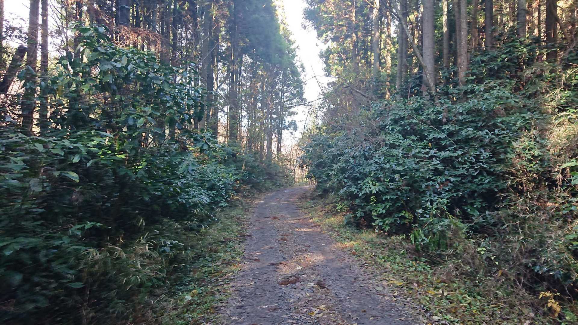林道を下っていきます