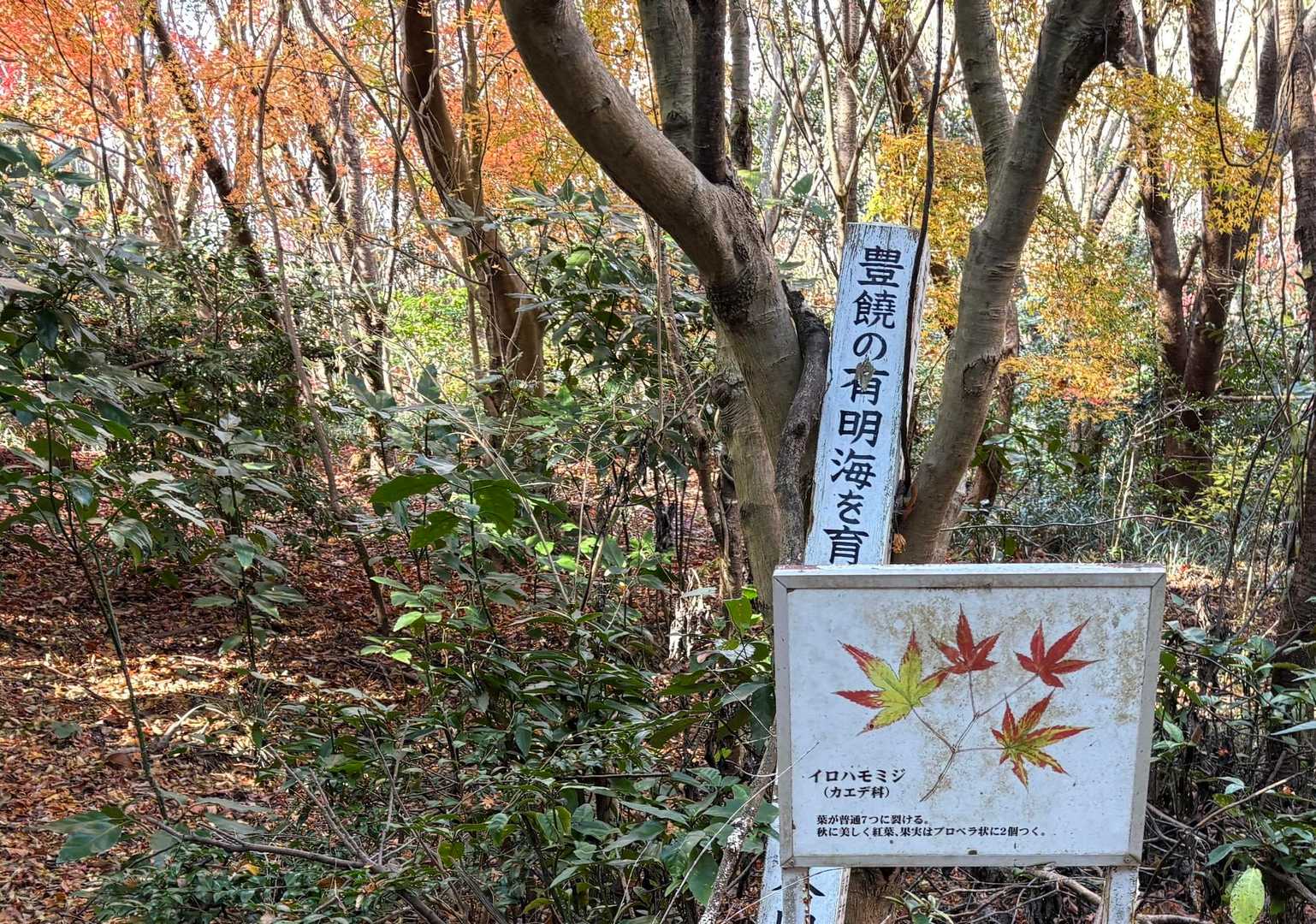 🍁