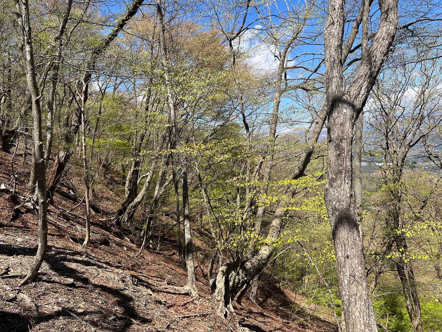 鳴虫山登山口-神ノ主山-鳴虫山-合峰-独標 縦走コースの写真