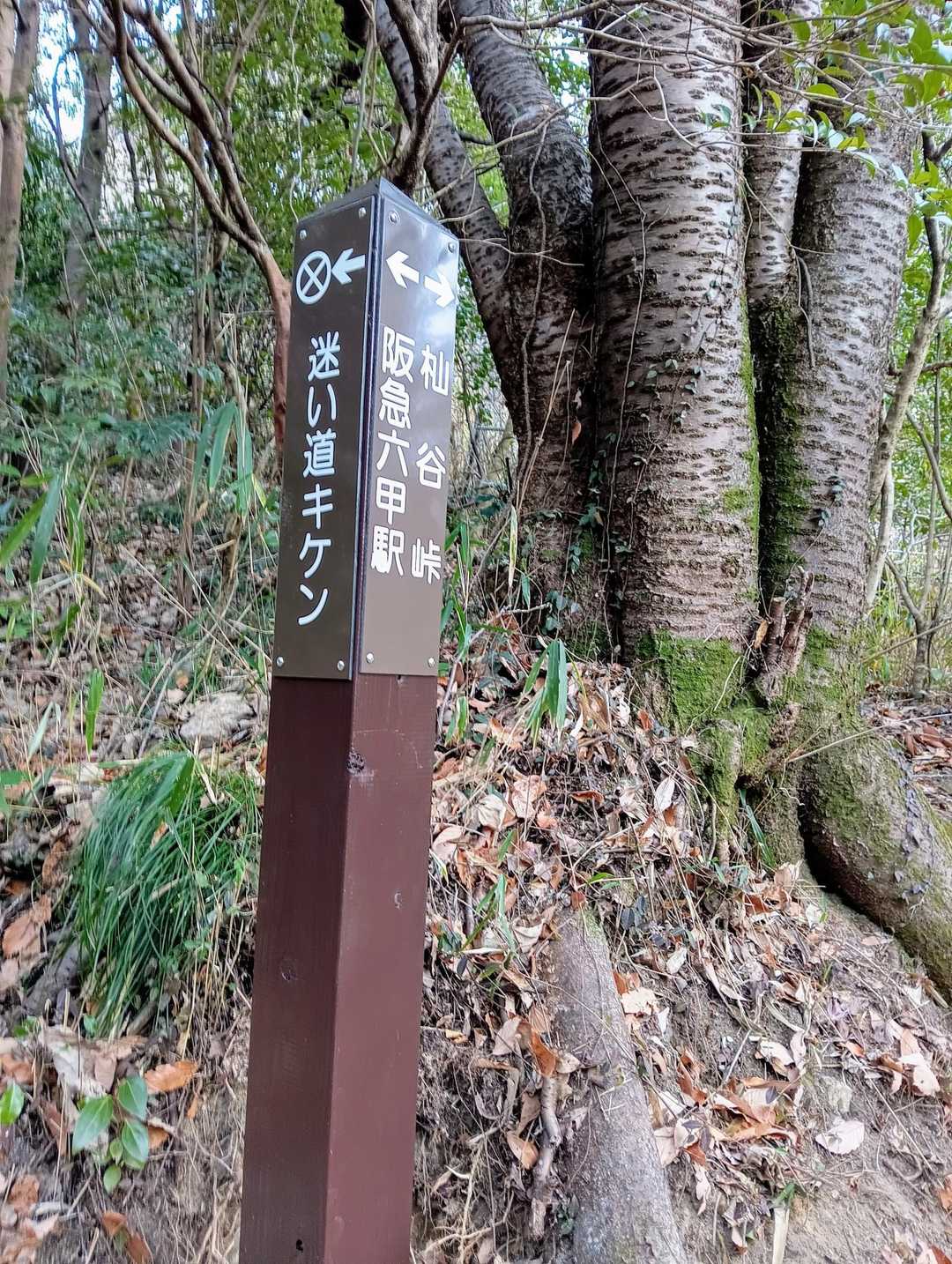 杣谷峠-摩耶山-摩耶ケーブル下バス停 縦走コースの写真