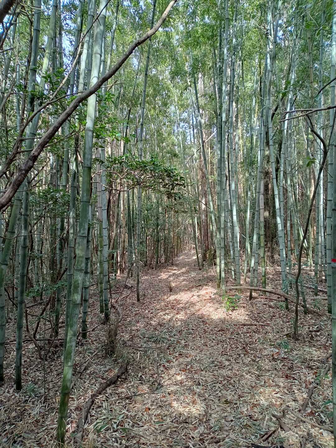 竹林も