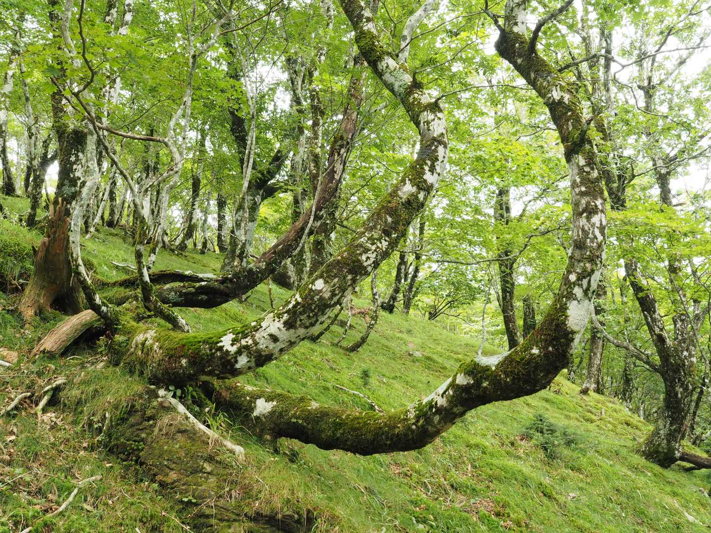 弥山登山口-弁天ノ森-聖宝ノ宿跡-弥山 往復コースの写真