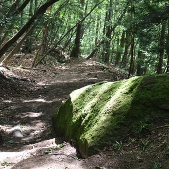下山～。日に当たってる苔が綺麗だったけど、リアルはこの5倍くらい綺麗なの