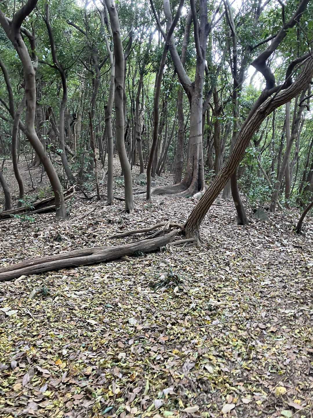 怒塚山-金甲山 周回コースの写真