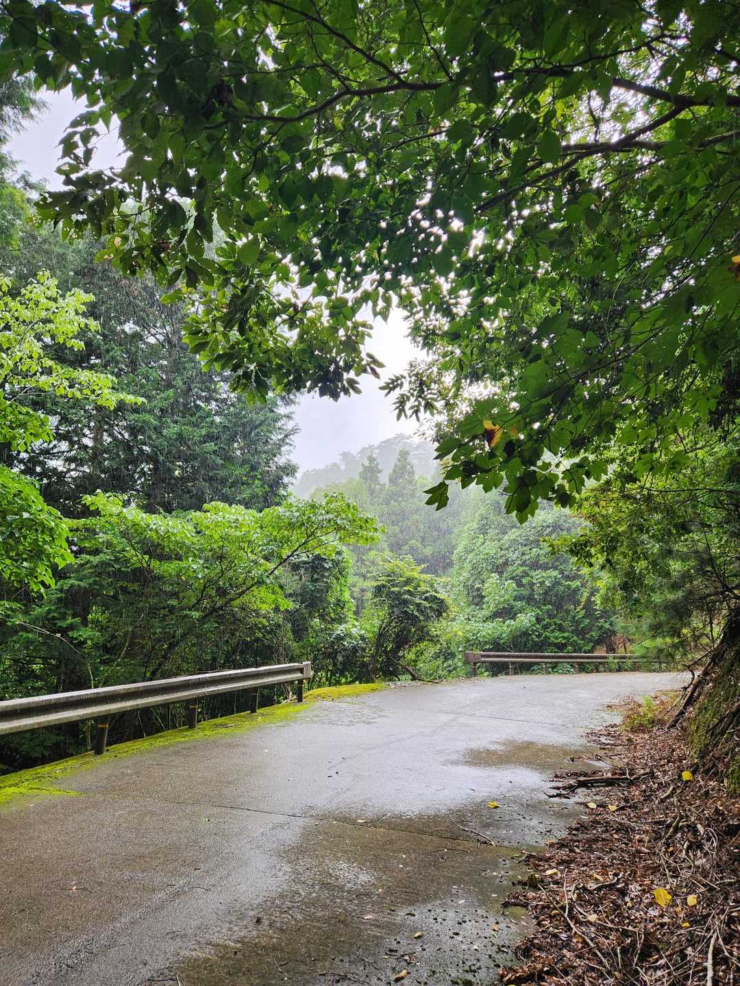 雨が降ってきたので木の下でしばし雨宿り☔