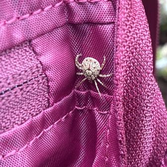 行者還岳でランチをしようとザックをみると、
これはー😱ダニ？？！！