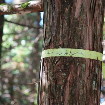 私たちが来たのは「トンネル方面」
他にも「用居方面へ」「中組へ」と書かれたテープあり

三光ノ辻山は、美川村、面河村、池川町(高知)の境界に位置しているため、昔は「三郷ノ辻山」と呼ばれていたらしいです🧐

ここから更に深くなる笹薮を漕いで四辻ノ森まで縦走する猛者もいるようですが…