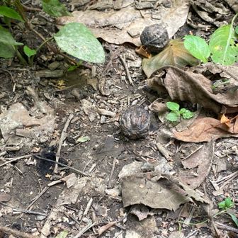 熊が好きそう。