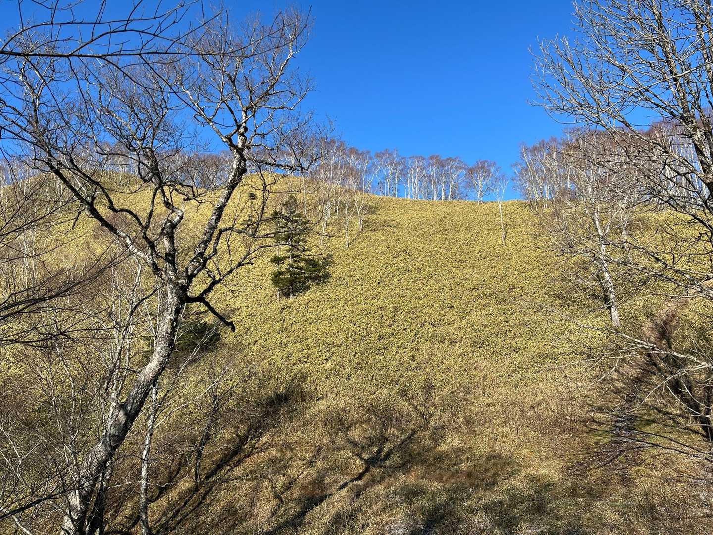 横山中岳の手前
スキーに良さそうな斜面⛷️
