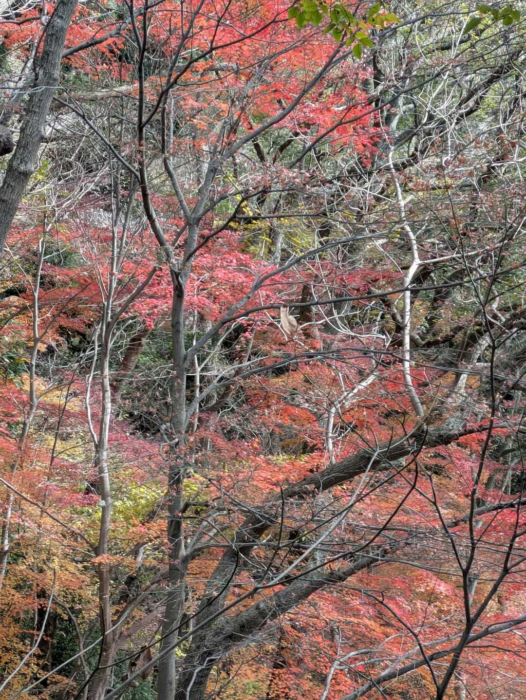 錨山行く途中にも紅葉が残っていた!😯