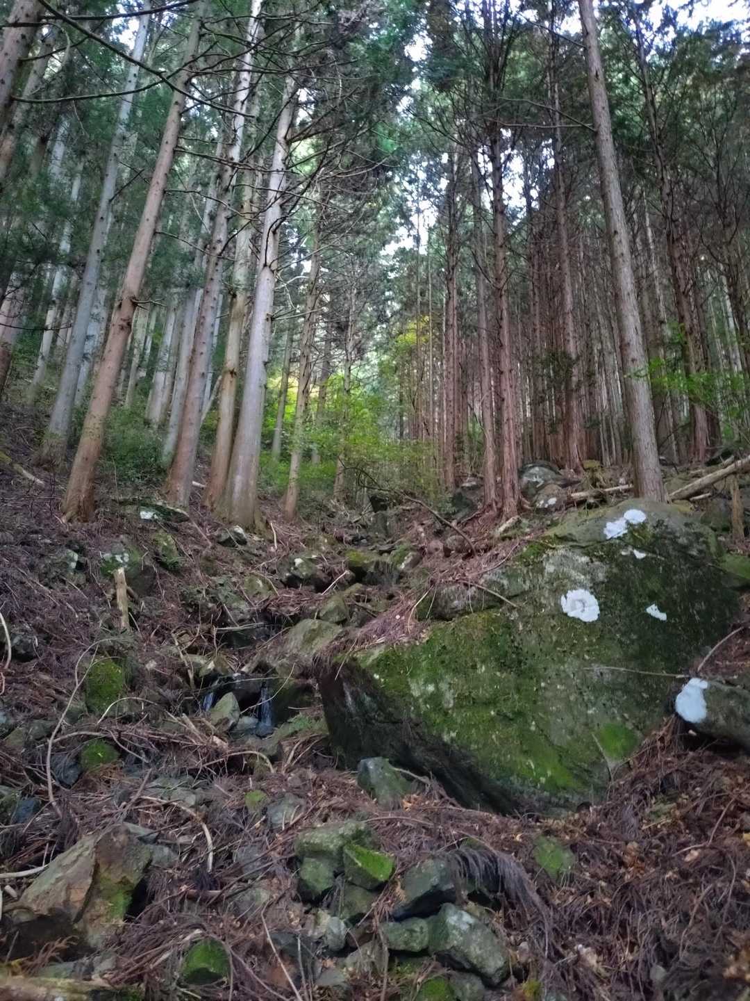 静まり返った樹林の中。
無事に下山できました。
ありがとうございました。