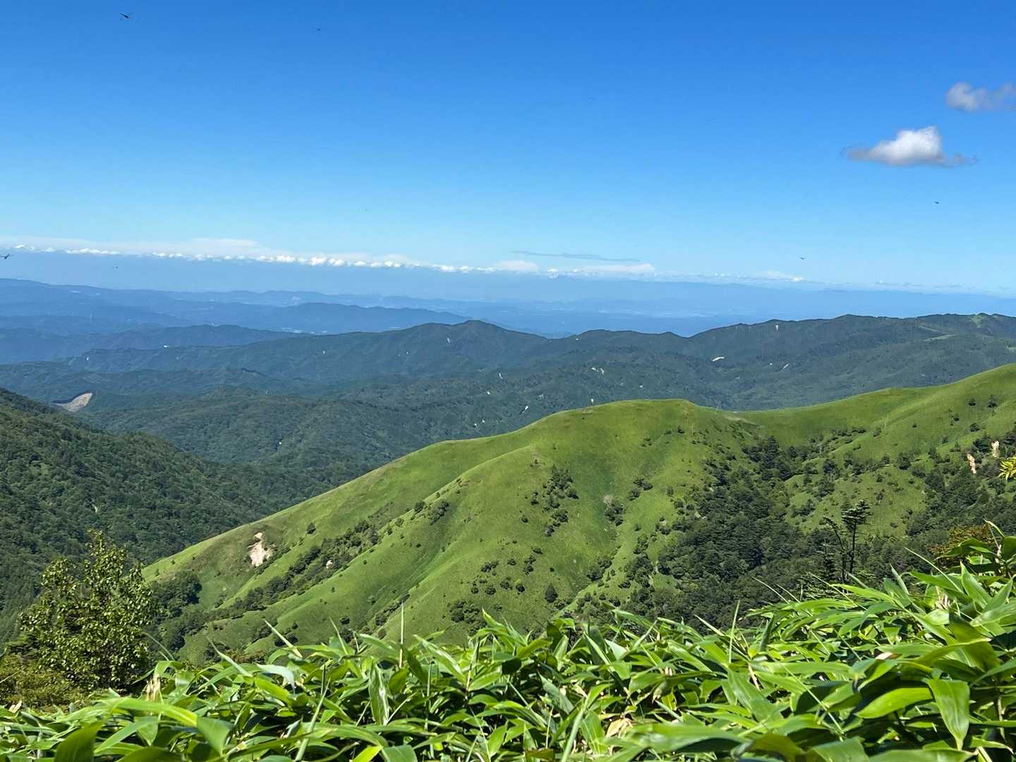 笹原に放牧中の羊達🐑🐑🐑