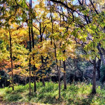 紅葉🍁残ってる