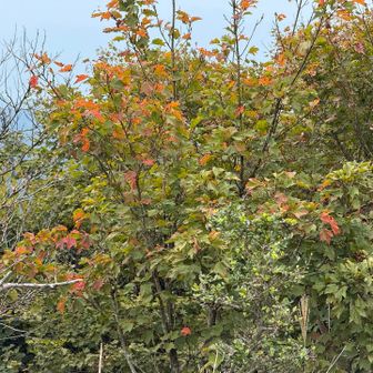 すっかり秋🍂
紅葉🍁たのしみたいですねー