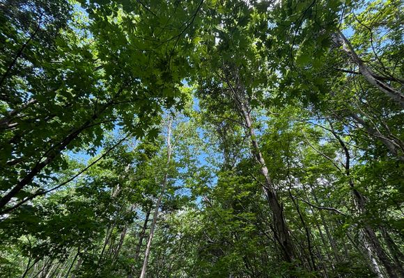 朝里天狗岳（北海道・681m）| 登山ルート・天気 | YAMAP / ヤマップ