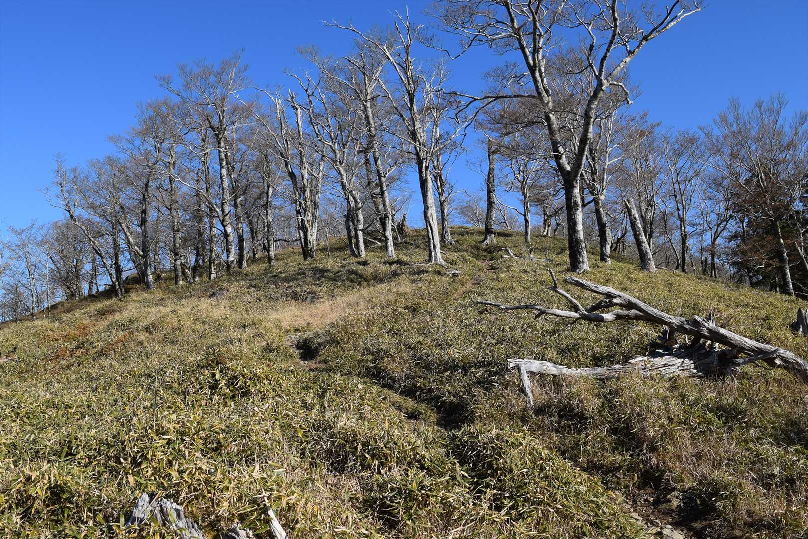 登山道の様子。釈迦ヶ岳までは歩きやすいよい道です。