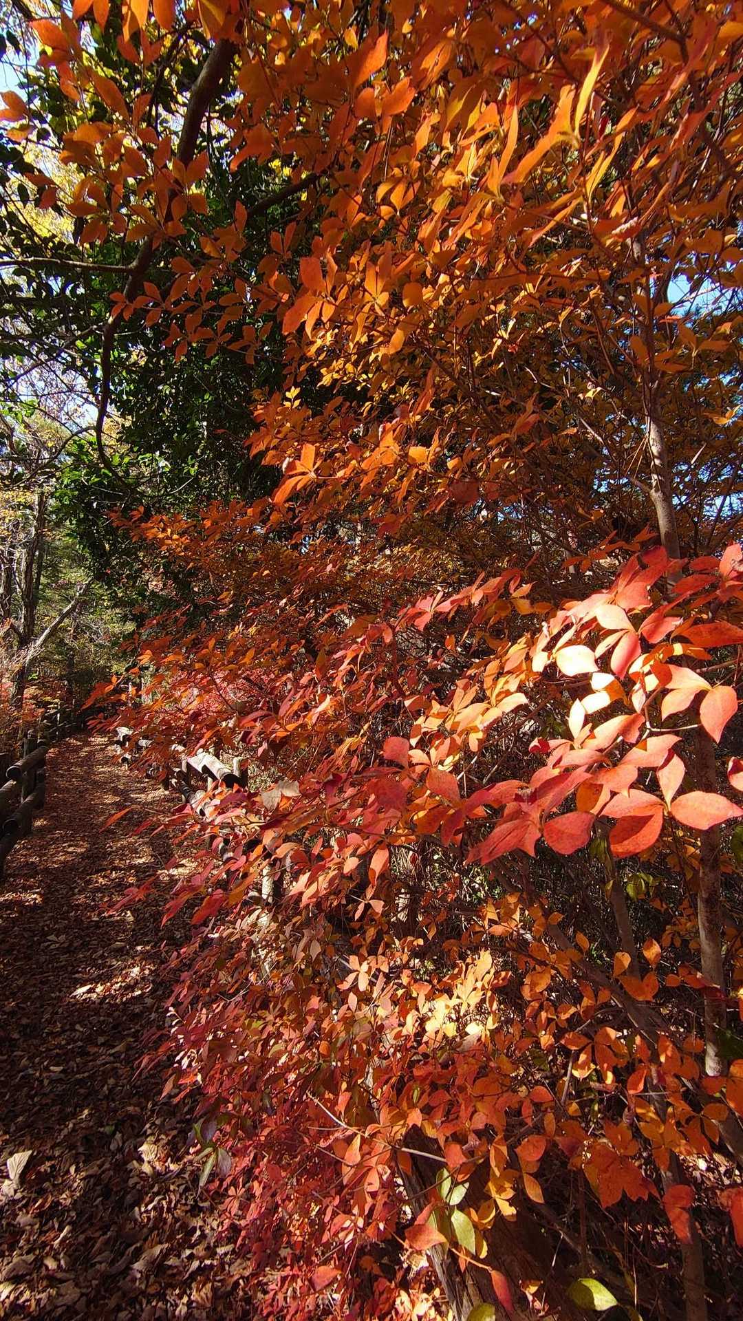 下勝成山-上勝成山 周回コースの写真