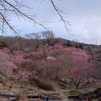 そして、梅も咲き始めていました