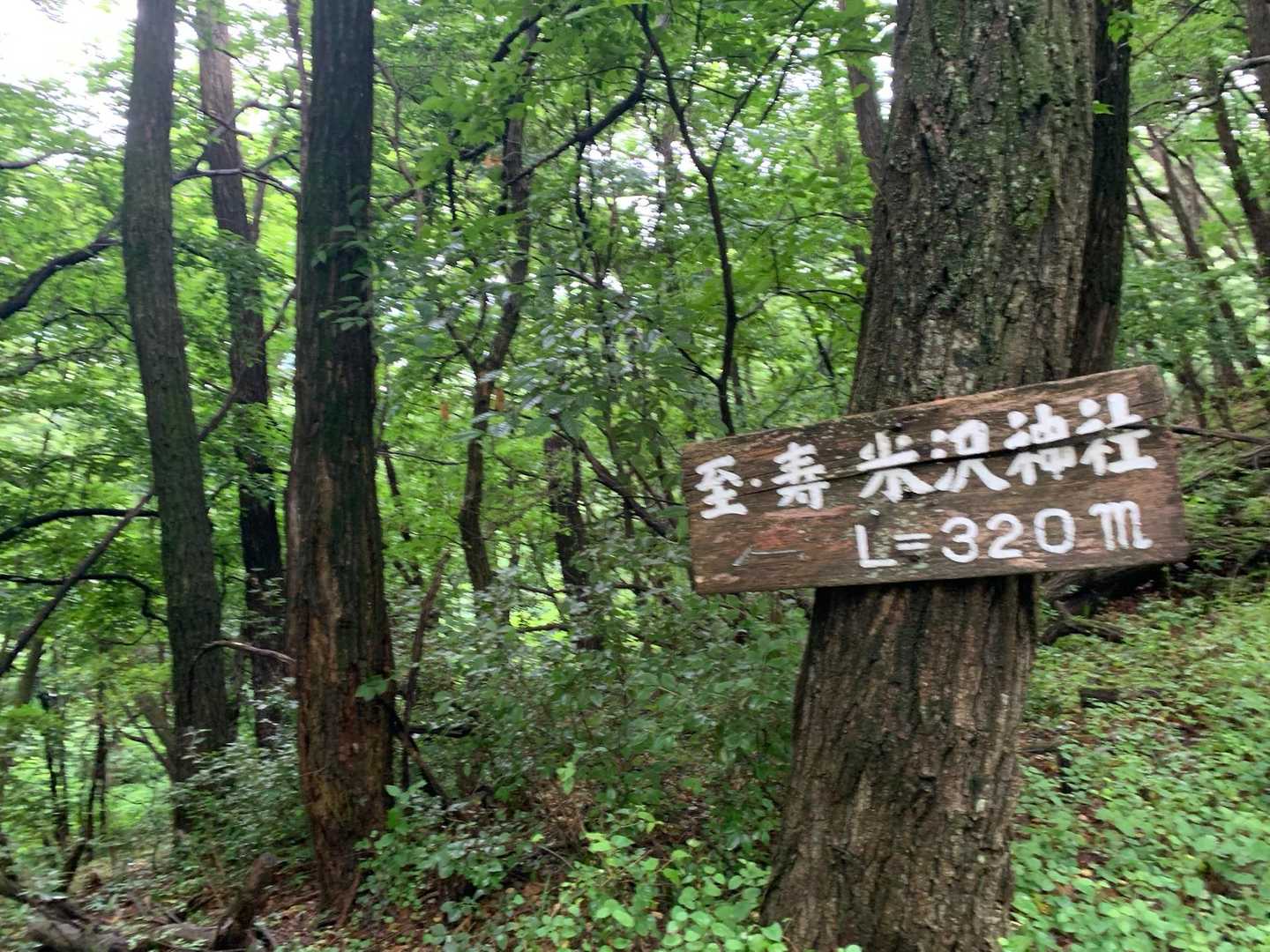 分岐があります。
踏み跡もありますが、YAMAPの軌跡では、誰も歩いていない。