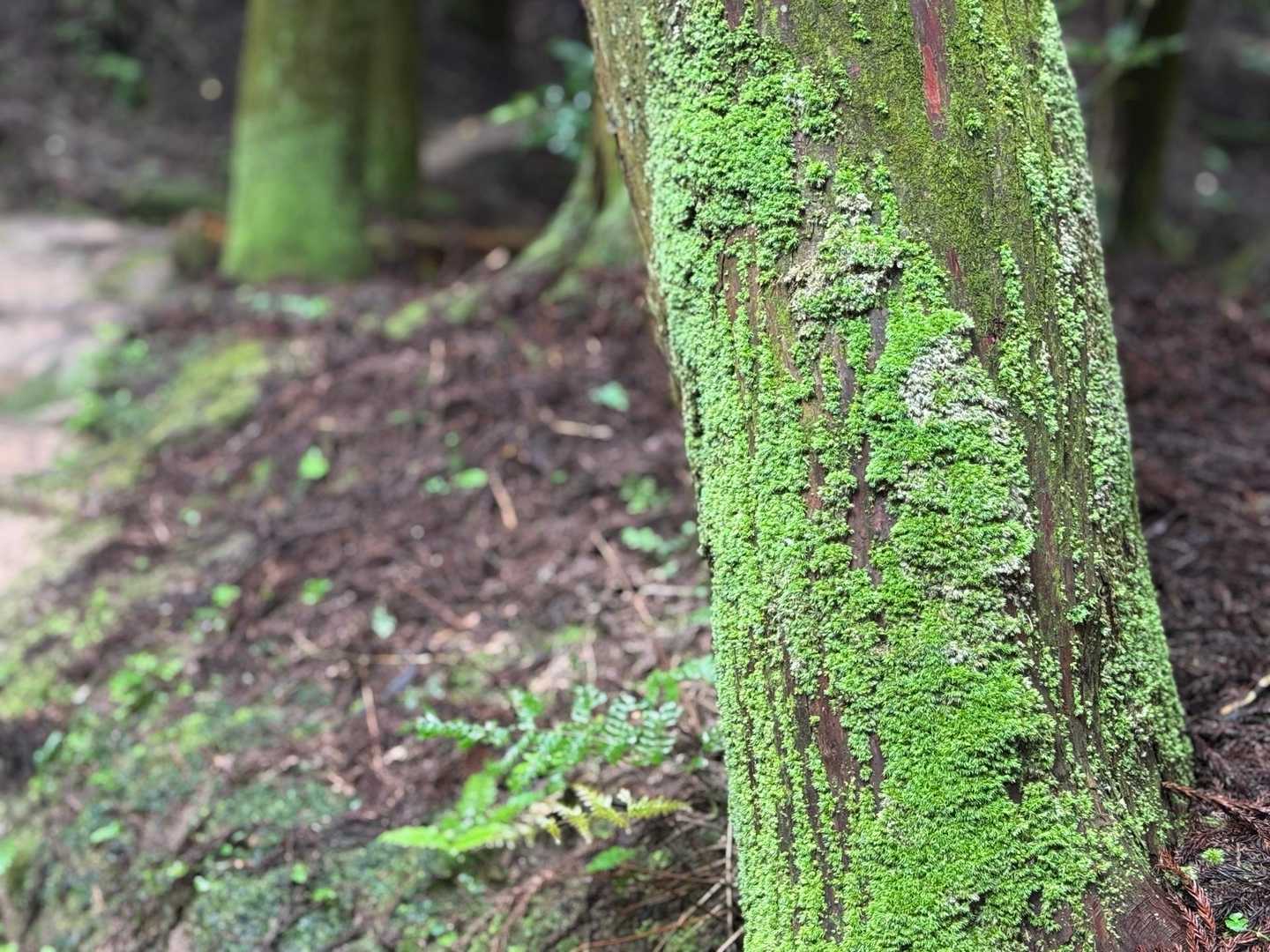 雨もいいよ✨
苔も発光してるやう😳