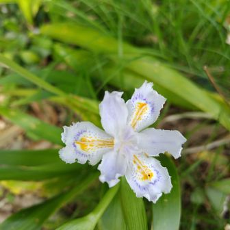 アヤメの仲間。シャガ(Google先生)