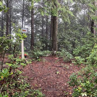 岩尾山山頂。
360°の大パノラマと紹介するネット記事あるけど、いつの話なのか。
全く眺望なし。