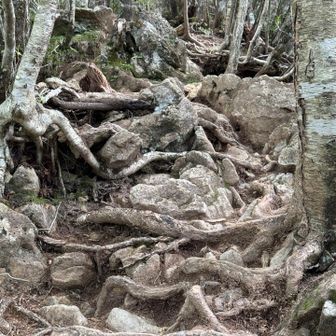 合流地点の手前は
なかなかワイルドな根っこ岩場
痩せ尾根では滑落注意⚠️