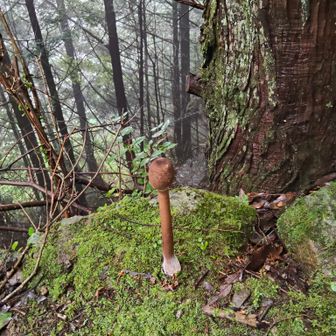 初めて見るロングきのこ🍄。20センチ近くあったんじゃないかなー。