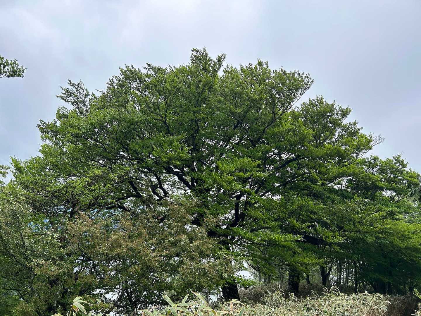 橡尾峠-カガマシ山-橡尾山 周回コースの写真