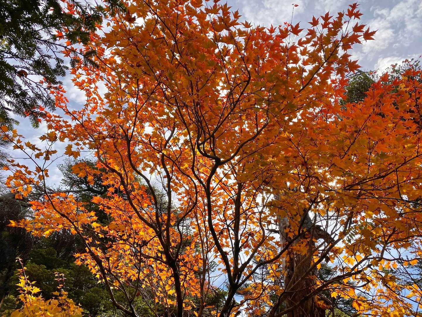 🍁🍁🍁
